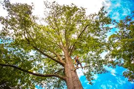 How Our Tree Care Process Works  in  Wylie, TX