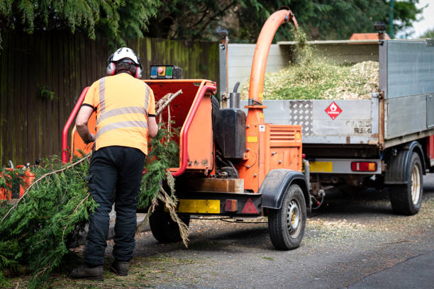 Best Arborist Consultation Services  in Wylie, TX