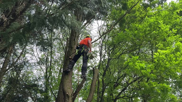 Trusted Wylie, TX Tree Care Services Experts