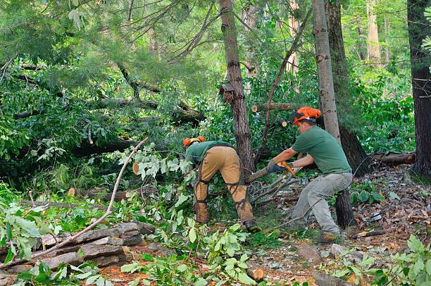 Best Utility Line Clearance  in Wylie, TX